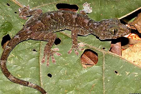 Phao tin đồn nhảm mua tắc kè giá 70 triệu đồng/con - 1