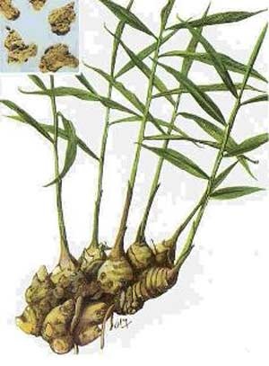 3 lợi ích của củ gừng - 1