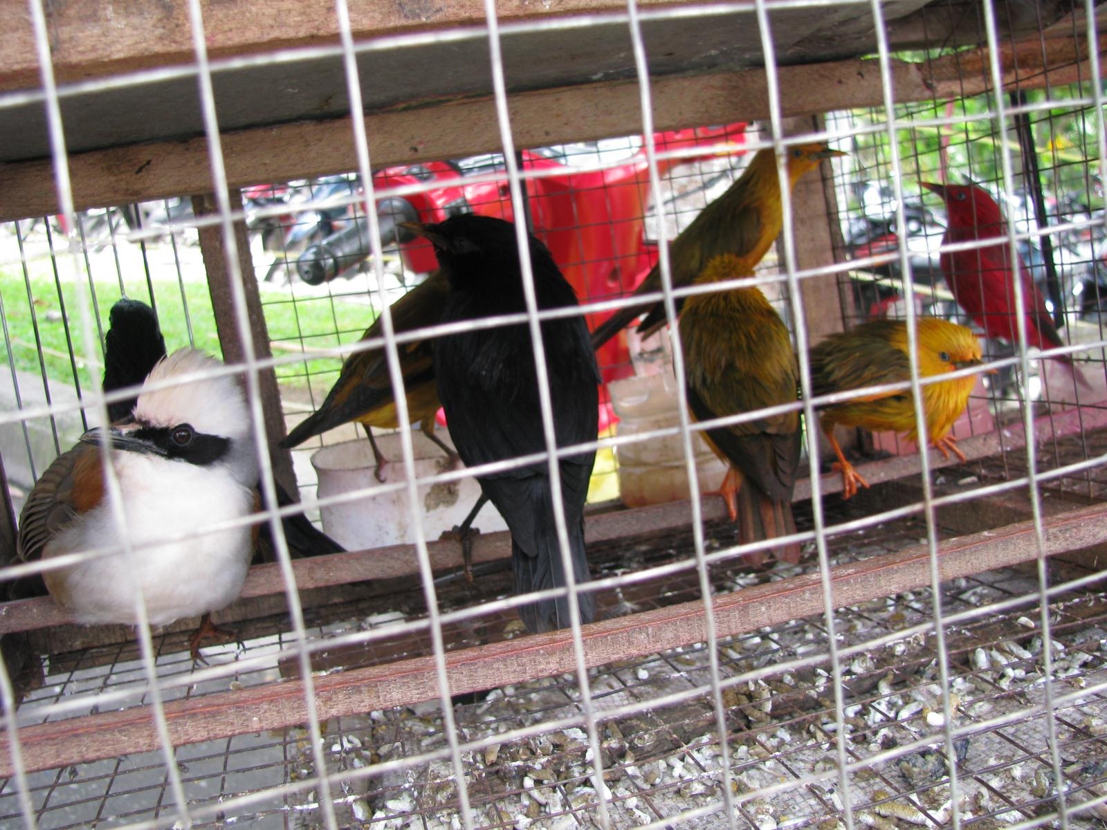 Cả làng rủ nhau buôn chim cảnh - 2