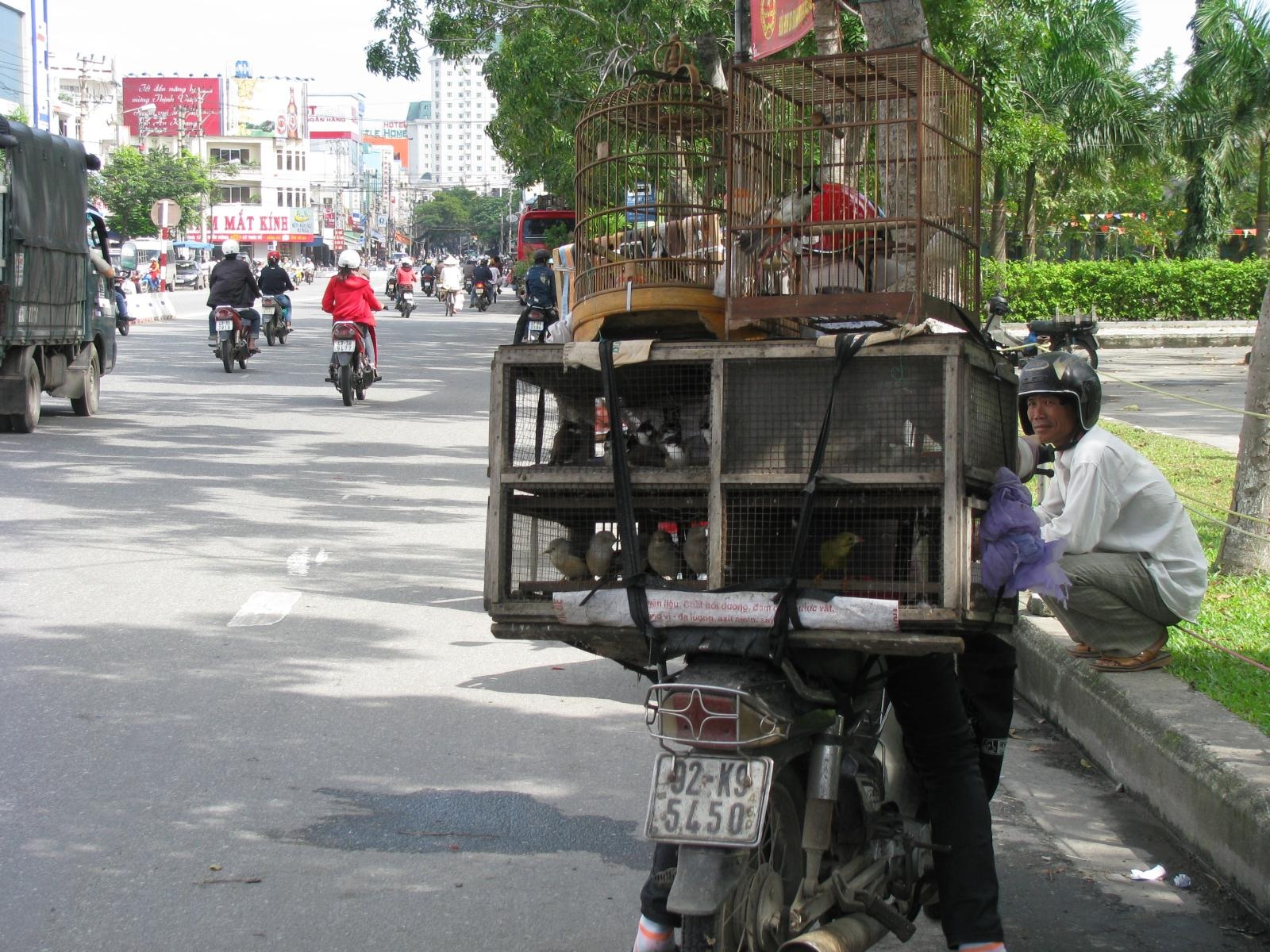 Cả làng rủ nhau buôn chim cảnh - 3