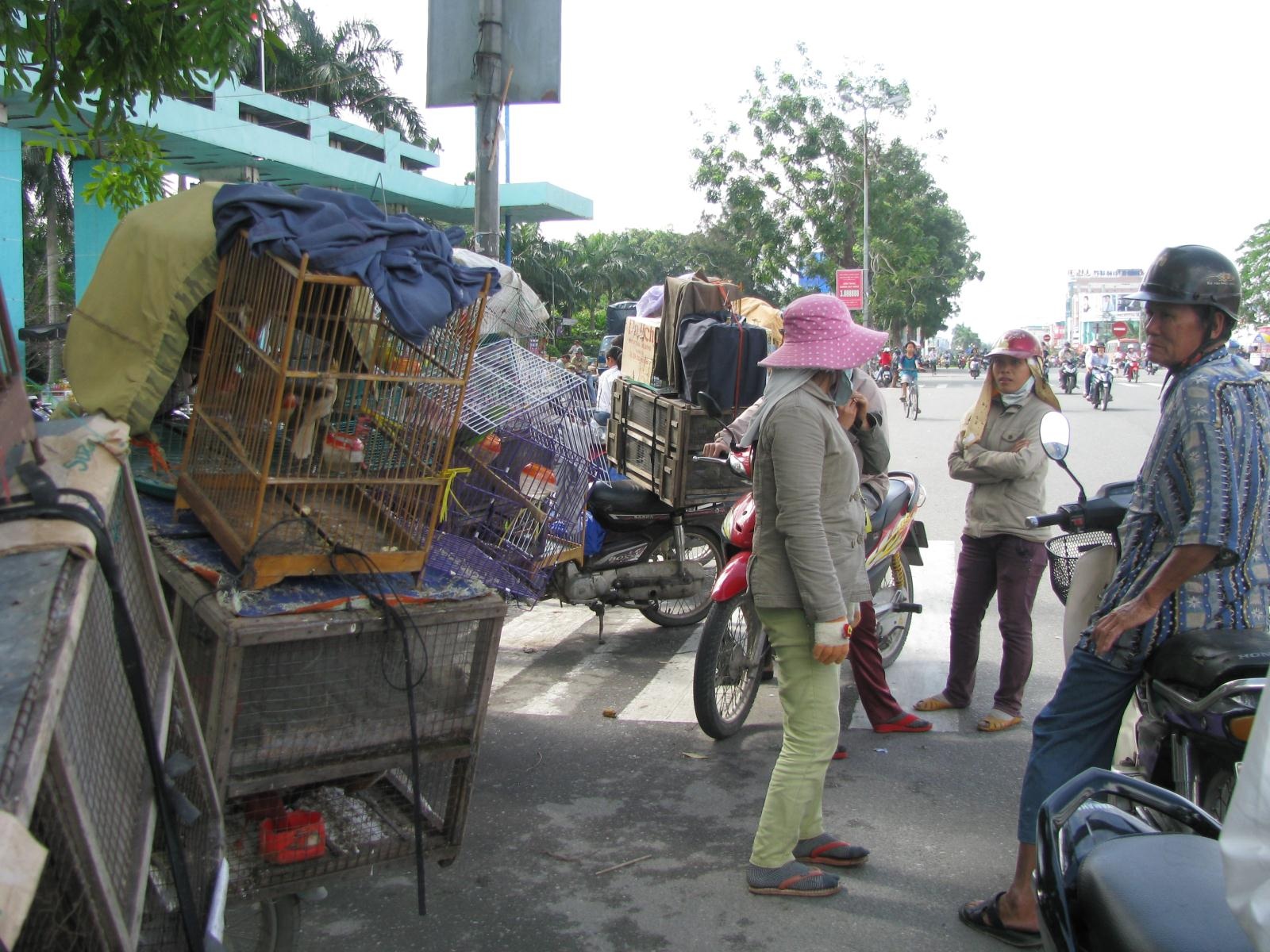 Cả làng rủ nhau buôn chim cảnh - 4