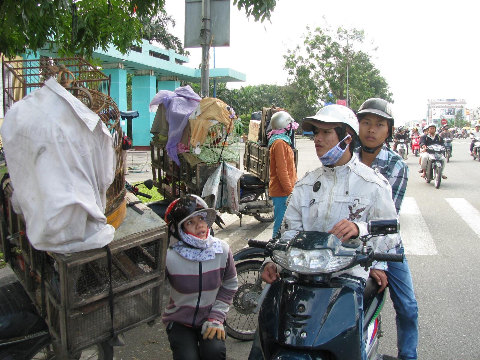 Cả làng rủ nhau buôn chim cảnh - 1