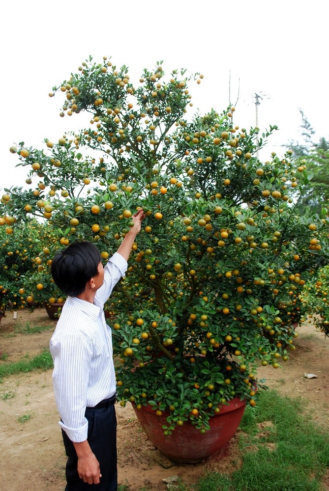 Những làng hoa hối hả vào Xuân - 3 Những làng hoa hối hả vào Xuân - 3