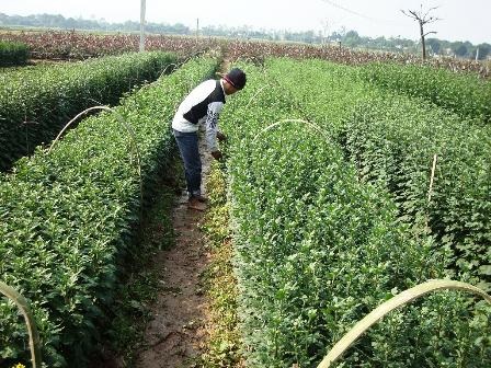 Hà Nội mất mùa hoa Tết vì trời rét hại - 4