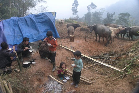 Lào Cai: Chăn trâu bò ngày giá lạnh - 7 Lào Cai: Chăn trâu bò ngày giá lạnh - 7
