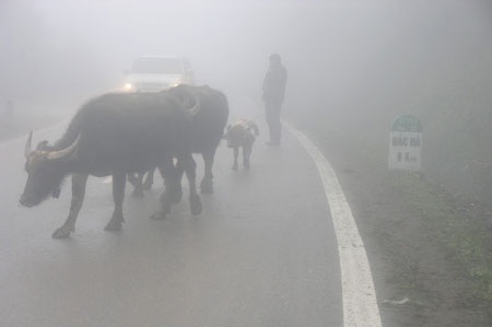 Lào Cai: Chăn trâu bò ngày giá lạnh - 1 Lào Cai: Chăn trâu bò ngày giá lạnh - 1