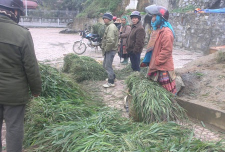 Lào Cai: Chăn trâu bò ngày giá lạnh - 4 Lào Cai: Chăn trâu bò ngày giá lạnh - 4