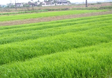 Hàng trăm hecta mạ non bị úng, chết do rét - 1