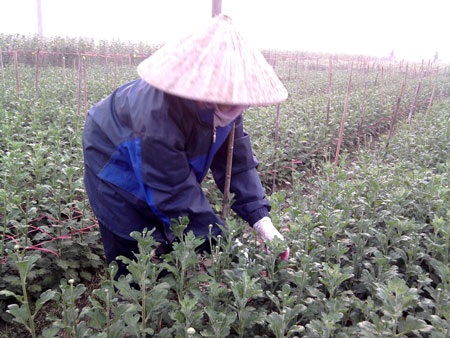 Hà Nội mất mùa hoa Tết vì trời rét hại - 1 Hà Nội mất mùa hoa Tết vì trời rét hại - 1