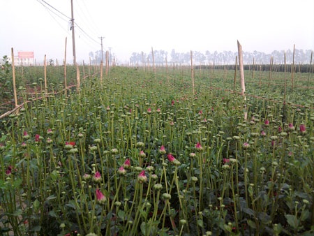 Hà Nội mất mùa hoa Tết vì trời rét hại - 2 Hà Nội mất mùa hoa Tết vì trời rét hại - 2