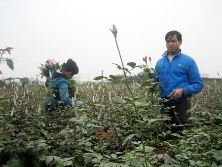 Hà Nội mất mùa hoa Tết vì trời rét hại - 3 Hà Nội mất mùa hoa Tết vì trời rét hại - 3