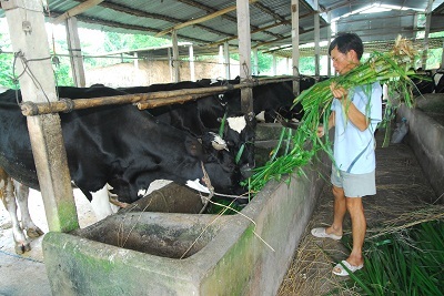 Kiếm lời từ bò sữa - 1