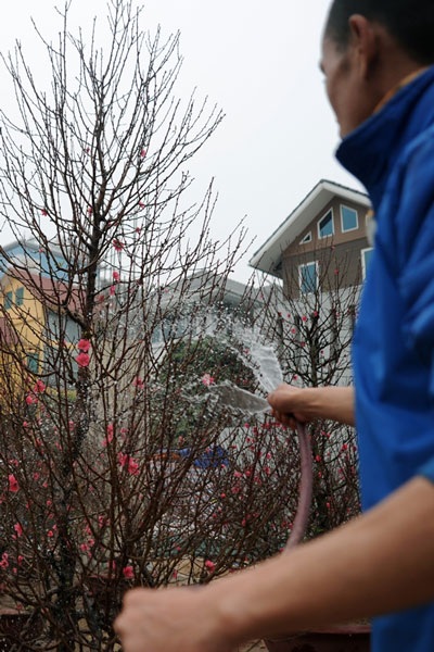 Giăng điện sưởi ấm cho những gốc đào tiền triệu - 3