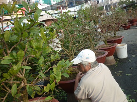Chủ vườn mai “méo mặt” lo hoa không nở kịp Tết - 6 Chủ vườn mai “méo mặt” lo hoa không nở kịp Tết - 6