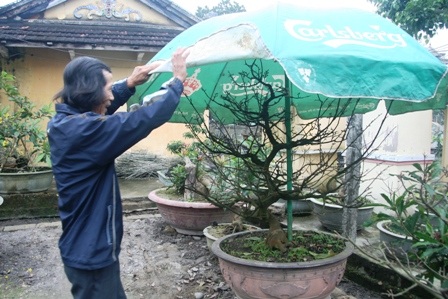 Chủ vườn mai “méo mặt” lo hoa không nở kịp Tết - 5 Chủ vườn mai “méo mặt” lo hoa không nở kịp Tết - 5