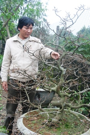 Chủ vườn mai “méo mặt” lo hoa không nở kịp Tết - 2 Chủ vườn mai “méo mặt” lo hoa không nở kịp Tết - 2