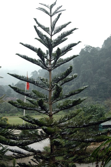 Sắc xuân dưới chân núi Ka Đay - 8 Sắc xuân dưới chân núi Ka Đay - 8