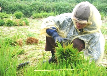 Nông dân “cắn răng” ra đồng cày cấy  - 1