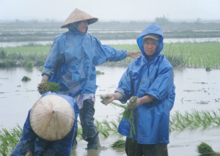 Nông dân “cắn răng” ra đồng cày cấy  - 4