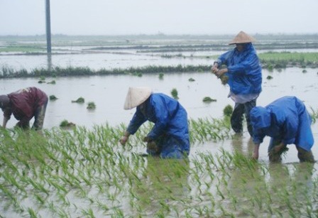 Nông dân “cắn răng” ra đồng cày cấy  - 5