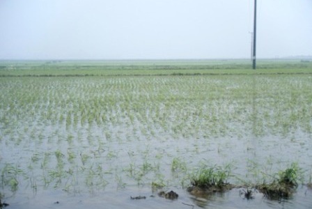 Nông dân “cắn răng” ra đồng cày cấy  - 8