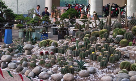 Tới hội hoa xuân ngắm cây cảnh tiền tỷ - 4