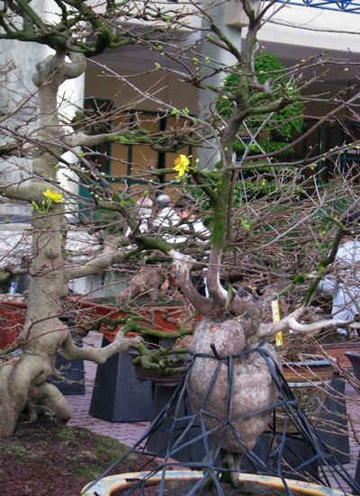 Tới hội hoa xuân ngắm cây cảnh tiền tỷ - 2