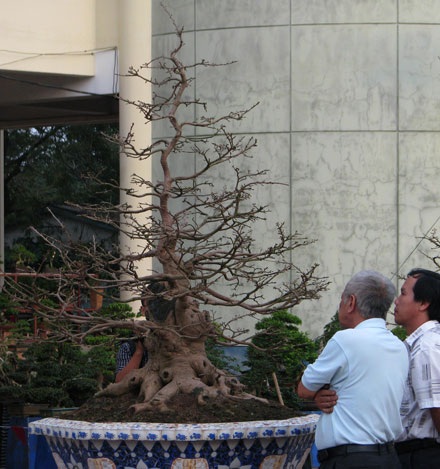 Tới hội hoa xuân ngắm cây cảnh tiền tỷ - 3