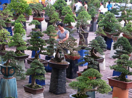 Tới hội hoa xuân ngắm cây cảnh tiền tỷ - 1