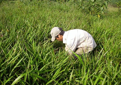 Hương trầm xứ Nghệ  - 3