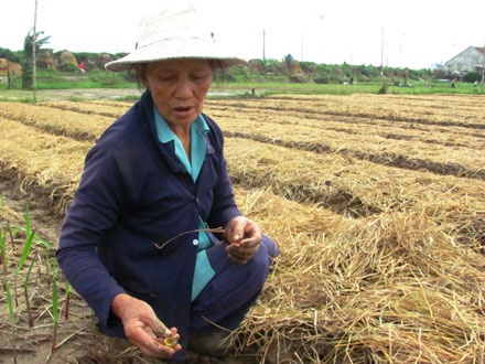 Lũ đi qua, xuân không đến với làng hoa Tết - 1 Lũ đi qua, xuân không đến với làng hoa Tết - 1