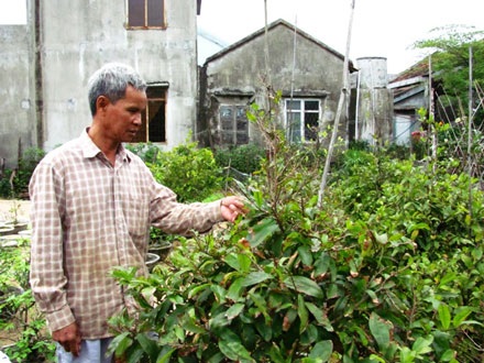 Lũ đi qua, xuân không đến với làng hoa Tết - 2 Lũ đi qua, xuân không đến với làng hoa Tết - 2
