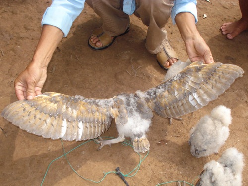 Phát hiện chim lạ có mặt khỉ ở Trà Vinh - 3 Phát hiện chim lạ có mặt khỉ ở Trà Vinh - 3
