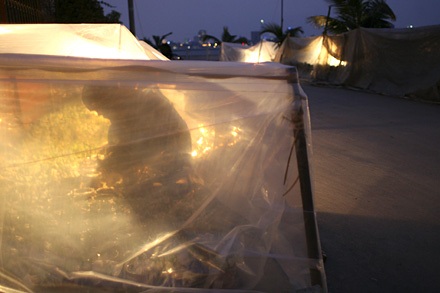 Nhớn nhác lo cứu hoa - 10