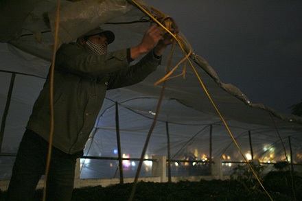 Nhớn nhác lo cứu hoa - 2