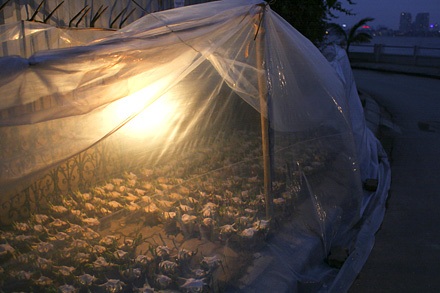 Nhớn nhác lo cứu hoa - 3