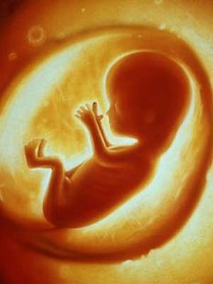 Ghép tế bào gốc chữa bệnh cho thai nhi - 1