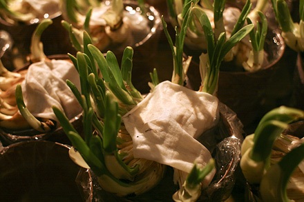 Nhớn nhác lo cứu hoa - 5