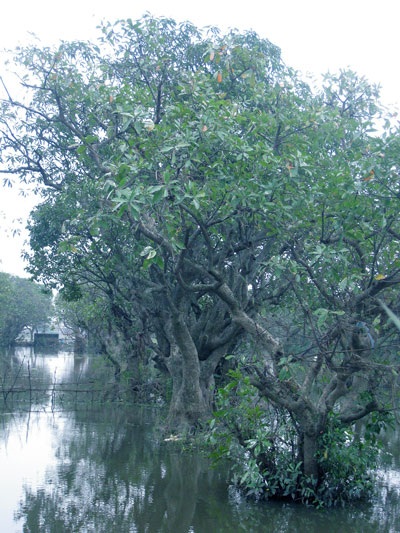 Rừng lộc vừng 400 năm tuổi độc nhất vô nhị  - 2