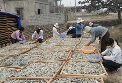 Mùa cá cơm nơi địa đầu xứ Nghệ - 6