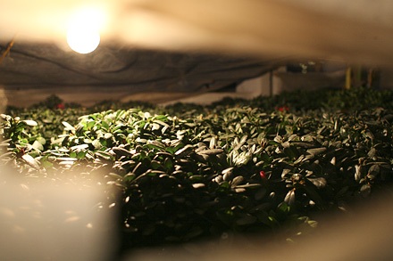 Nhớn nhác lo cứu hoa - 7