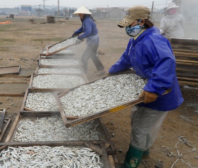 Mùa cá cơm nơi địa đầu xứ Nghệ - 4