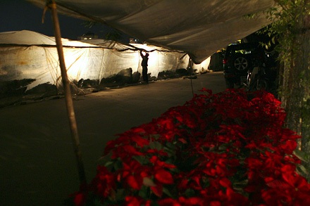 Nhớn nhác lo cứu hoa - 8