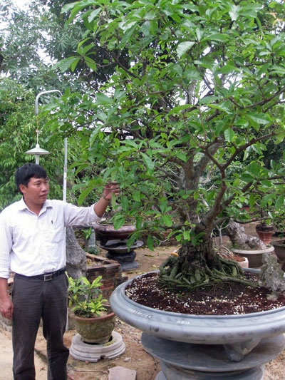 Rừng lộc vừng 400 năm tuổi độc nhất vô nhị  - 3