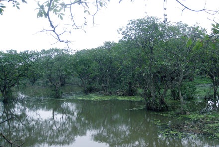 Rừng lộc vừng 400 năm tuổi độc nhất vô nhị  - 1