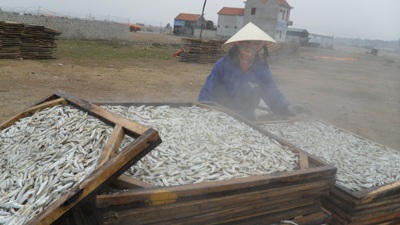 Mùa cá cơm nơi địa đầu xứ Nghệ - 3