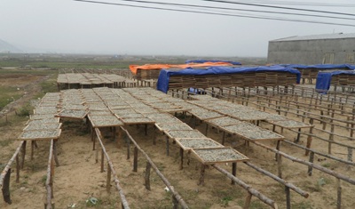 Mùa cá cơm nơi địa đầu xứ Nghệ - 8