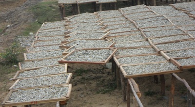 Mùa cá cơm nơi địa đầu xứ Nghệ - 7