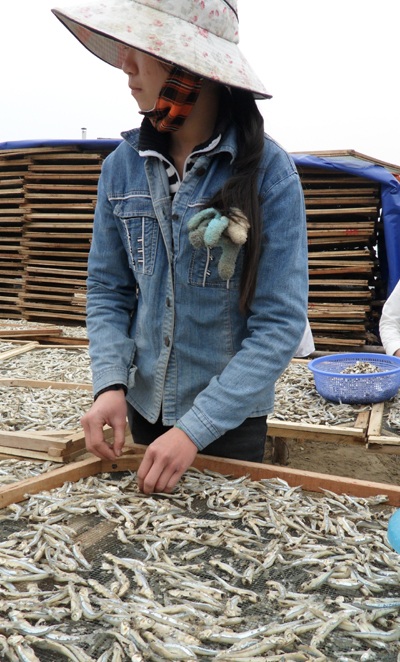 Mùa cá cơm nơi địa đầu xứ Nghệ - 1