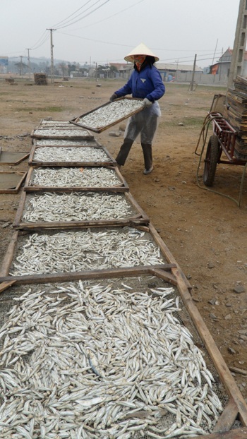 Mùa cá cơm nơi địa đầu xứ Nghệ - 5